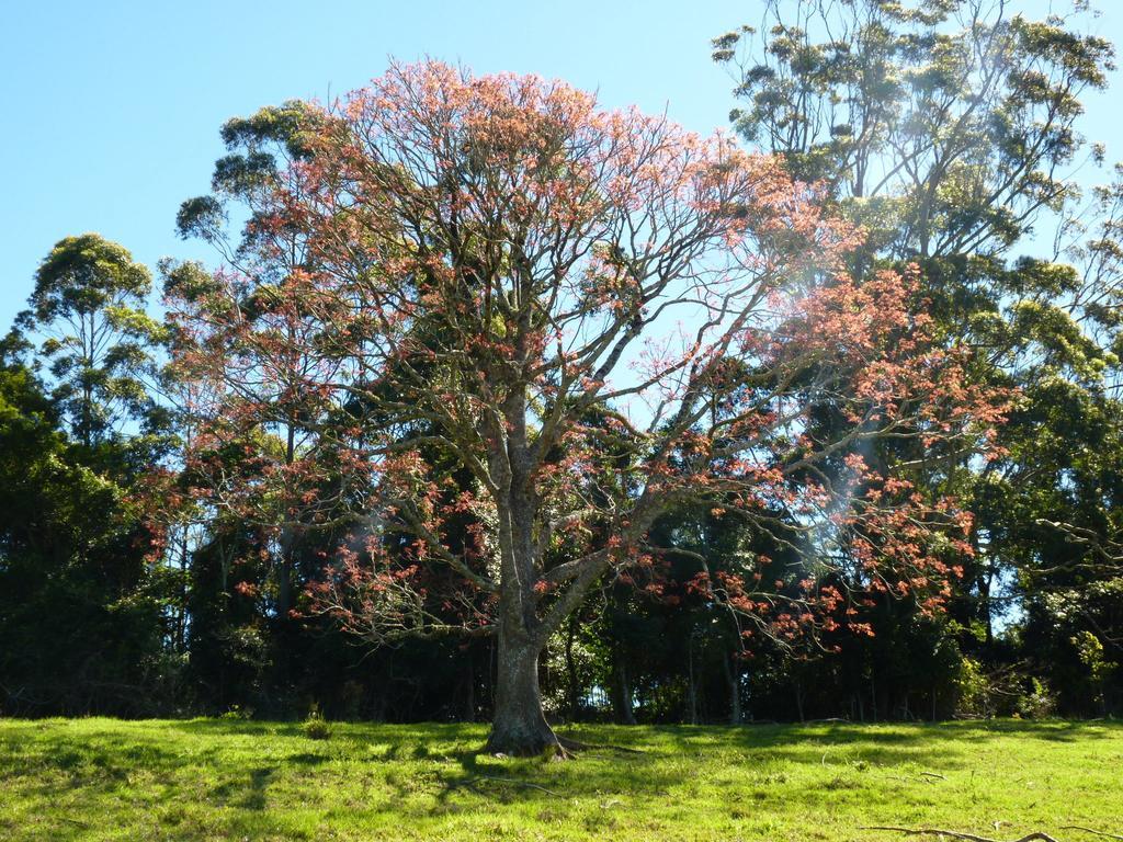Bellthorpe Stays Maleny Exterior photo